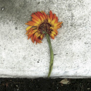 The Euphoria of Disobedience
