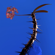 Skin Companion EP 2