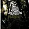 Old Growth