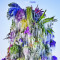 Cousin