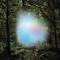 Ghosts of the Forest