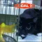 Pack Up the Cats