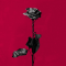Deadroses